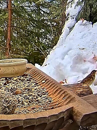 livebirdspoland_105f8a69279bce52a5640b4a1c2ad337.jpg