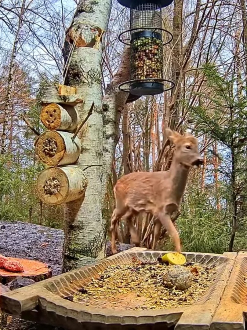 livebirdspoland_b3b8dcf185b5a4cd71cc15933e709bf6.jpg
