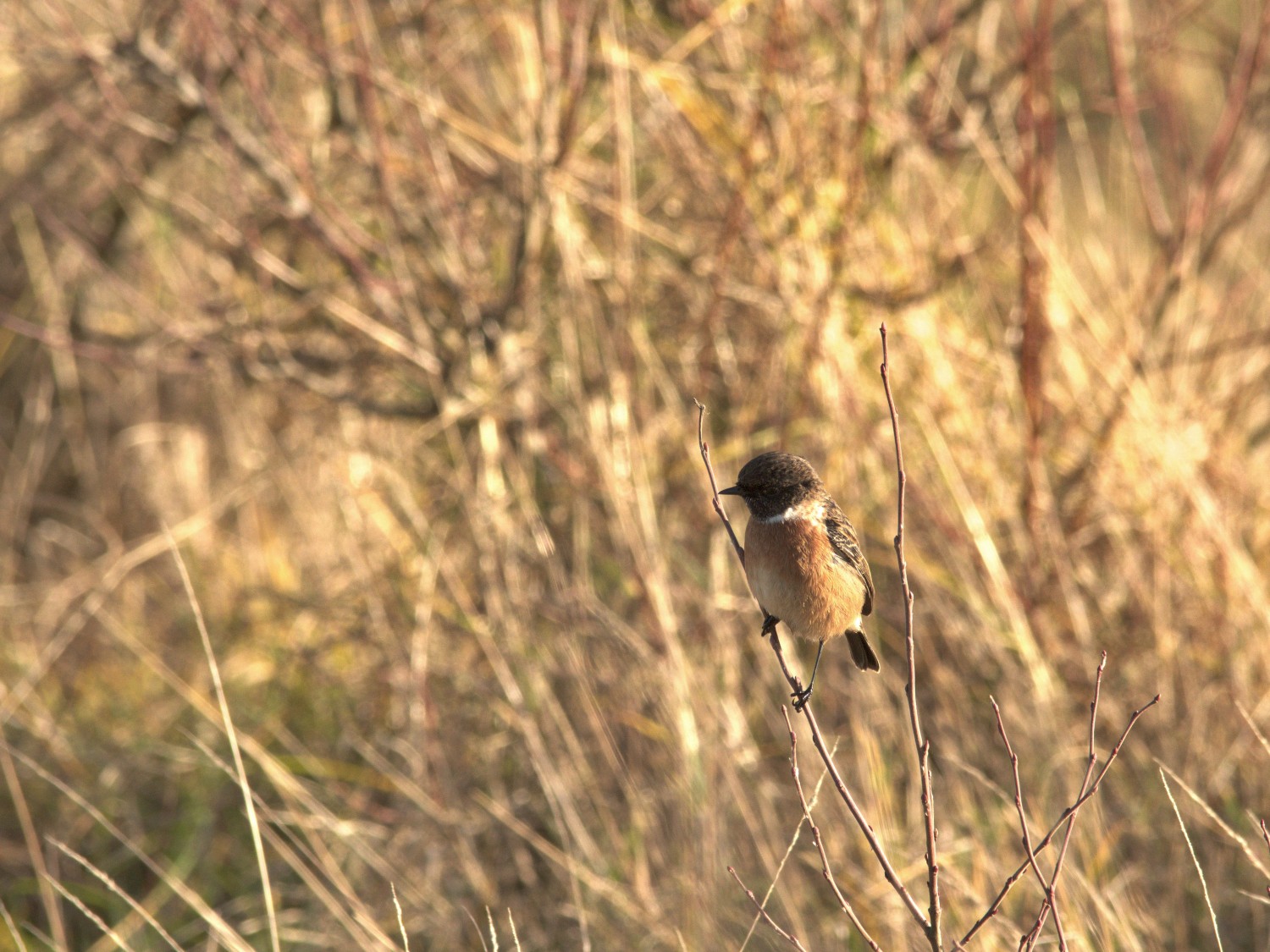 livebirdspoland_e90d2ee40b6740ddea6cd0d7856e5d6e.jpg