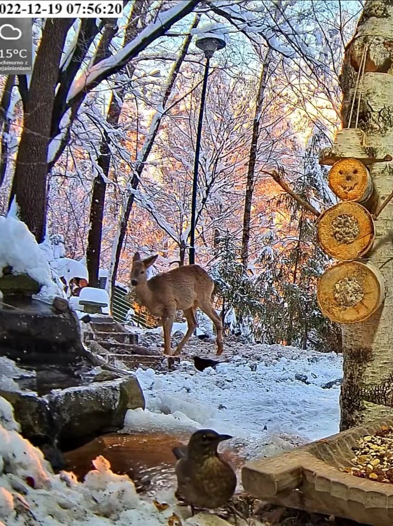 livebirdspoland_871b3d915f644780271283ae39df5485.jpg