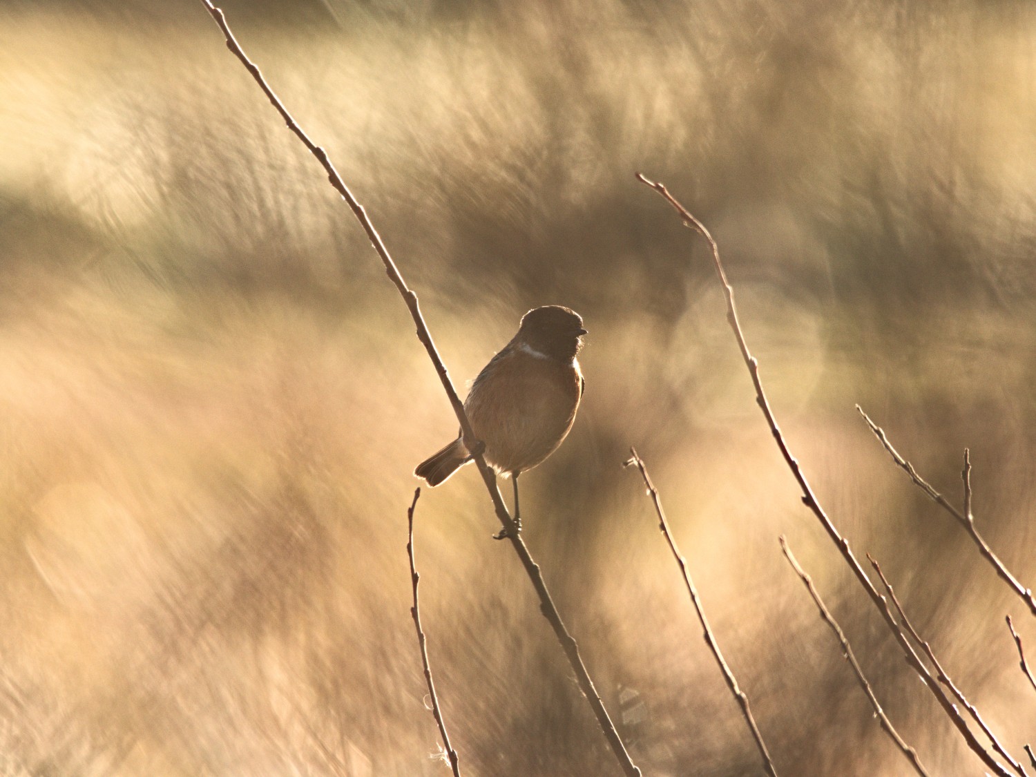 livebirdspoland_8840e5eca3a48400c3f1df3e7a6cb6f6.jpg