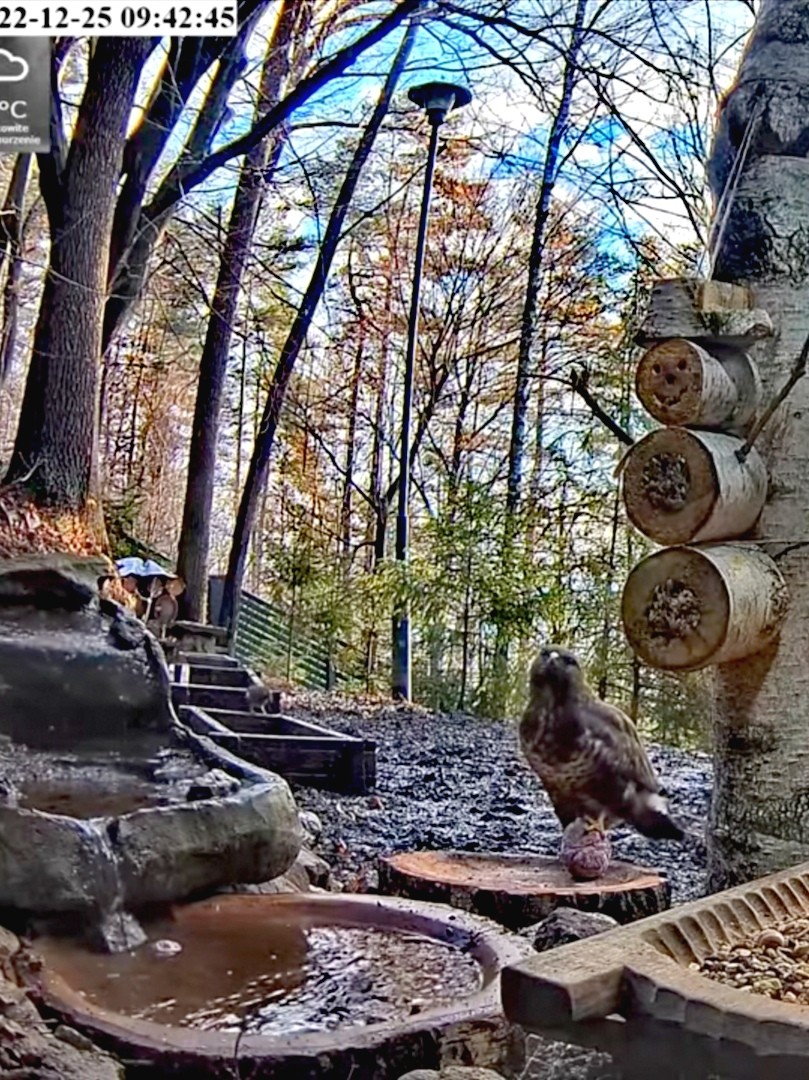 livebirdspoland_c943bbe647c40fe14c32148390bfc570.jpg