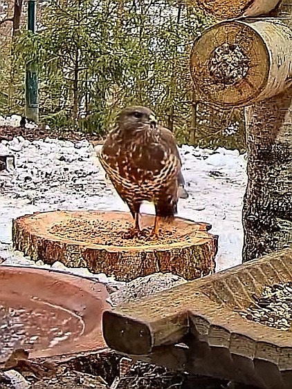 livebirdspoland_16345bcc4f1bd150b7a2fee1cf0bbe5f.jpg