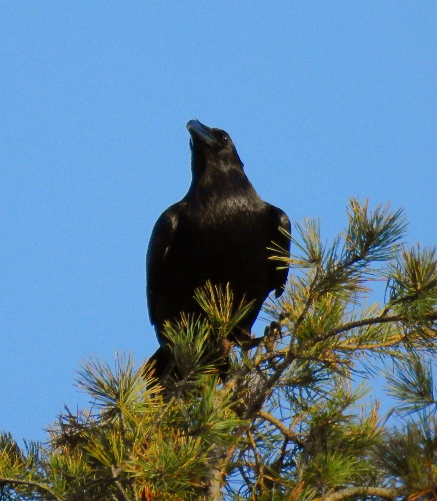 livebirdspoland_73c3208686afe9589f787e3bc8546151.jpg