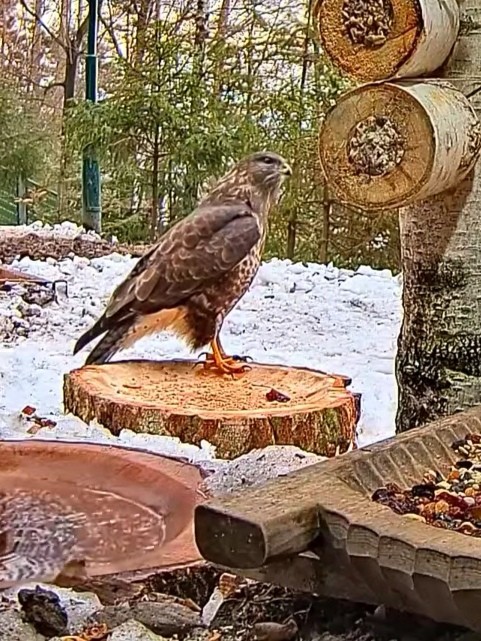 livebirdspoland_4f17f435674e4dd865fb2b1660005684.jpg