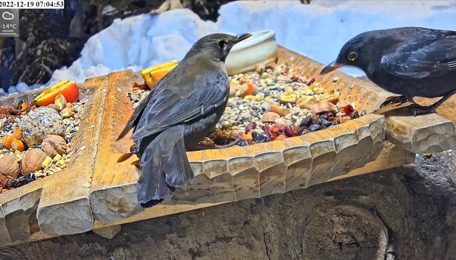 livebirdspoland_461eef3f596e472e1e7f5ad7afc4cd4d.jpg