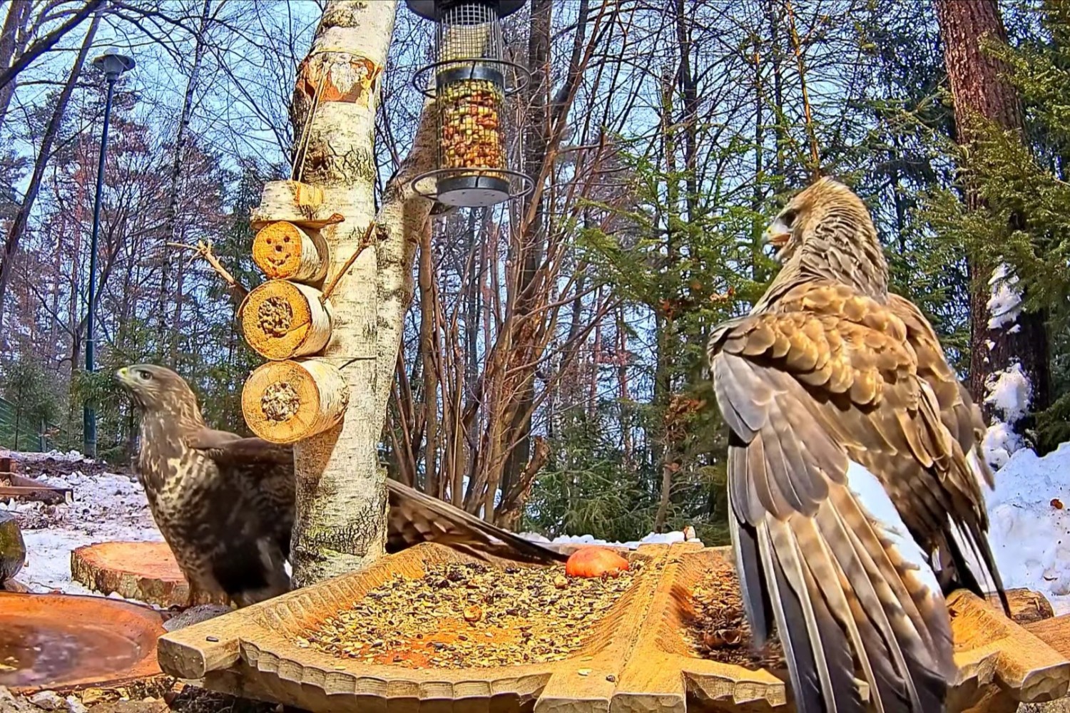 livebirdspoland_be278f7097deffdb708f0c20ad934c0a.jpg
