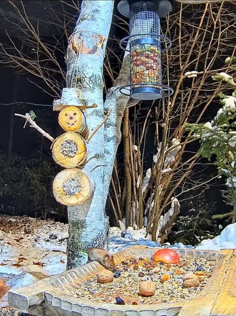 livebirdspoland_bfaca386fadc4f7c258a0ab1682b2ac6.jpg
