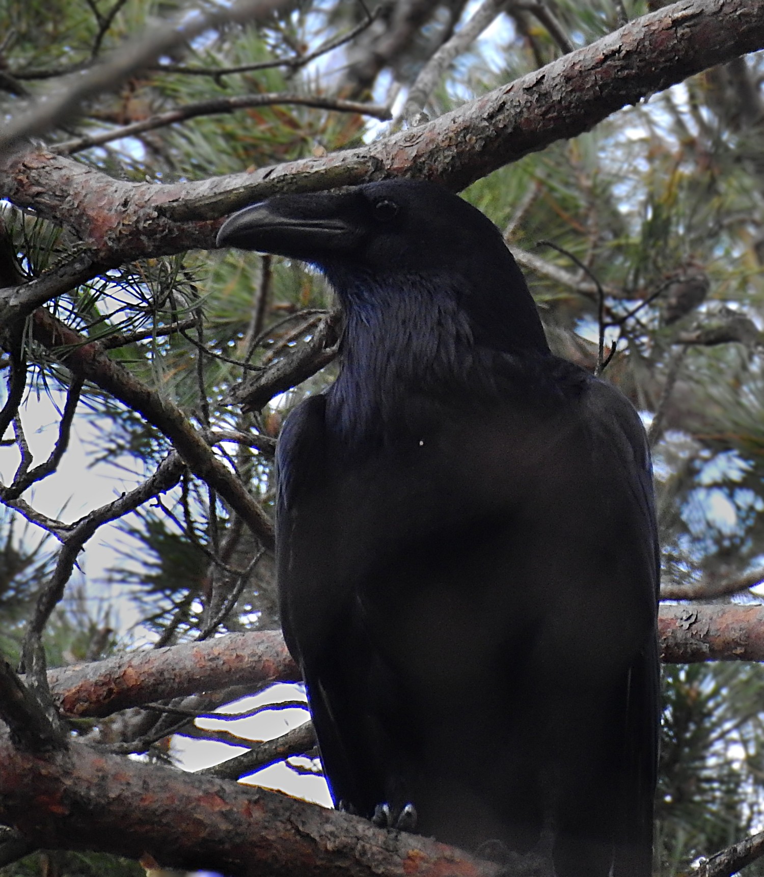 livebirdspoland_229c34d4fdd132e640ccbbbb283eedff.jpg