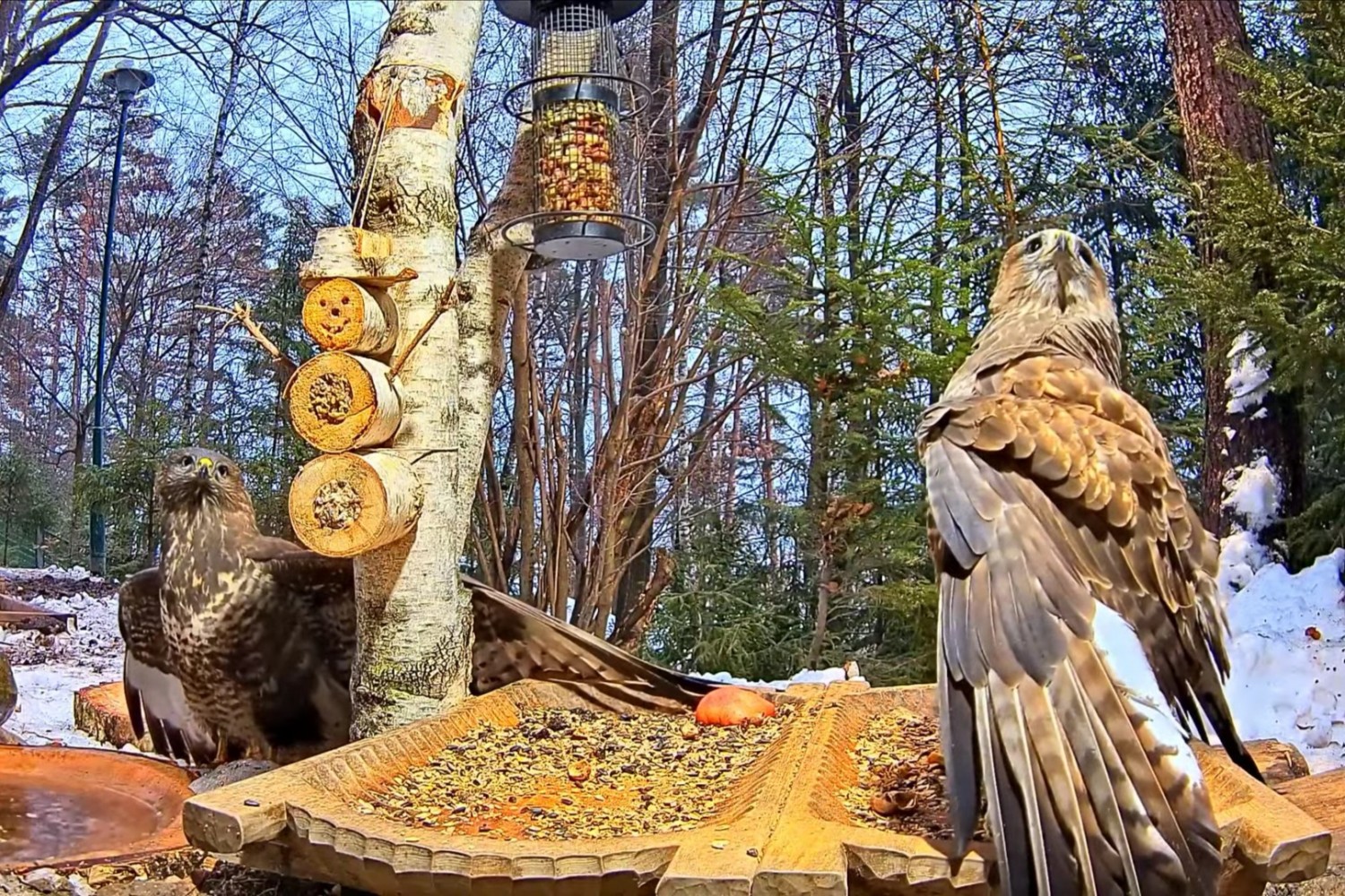 livebirdspoland_0d2260ff8fd10c0b35cdda055c04135d.jpg