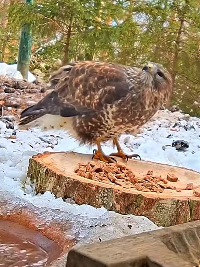 livebirdspoland_5d6b40c20f6e7404f0a93be813c71498.jpg