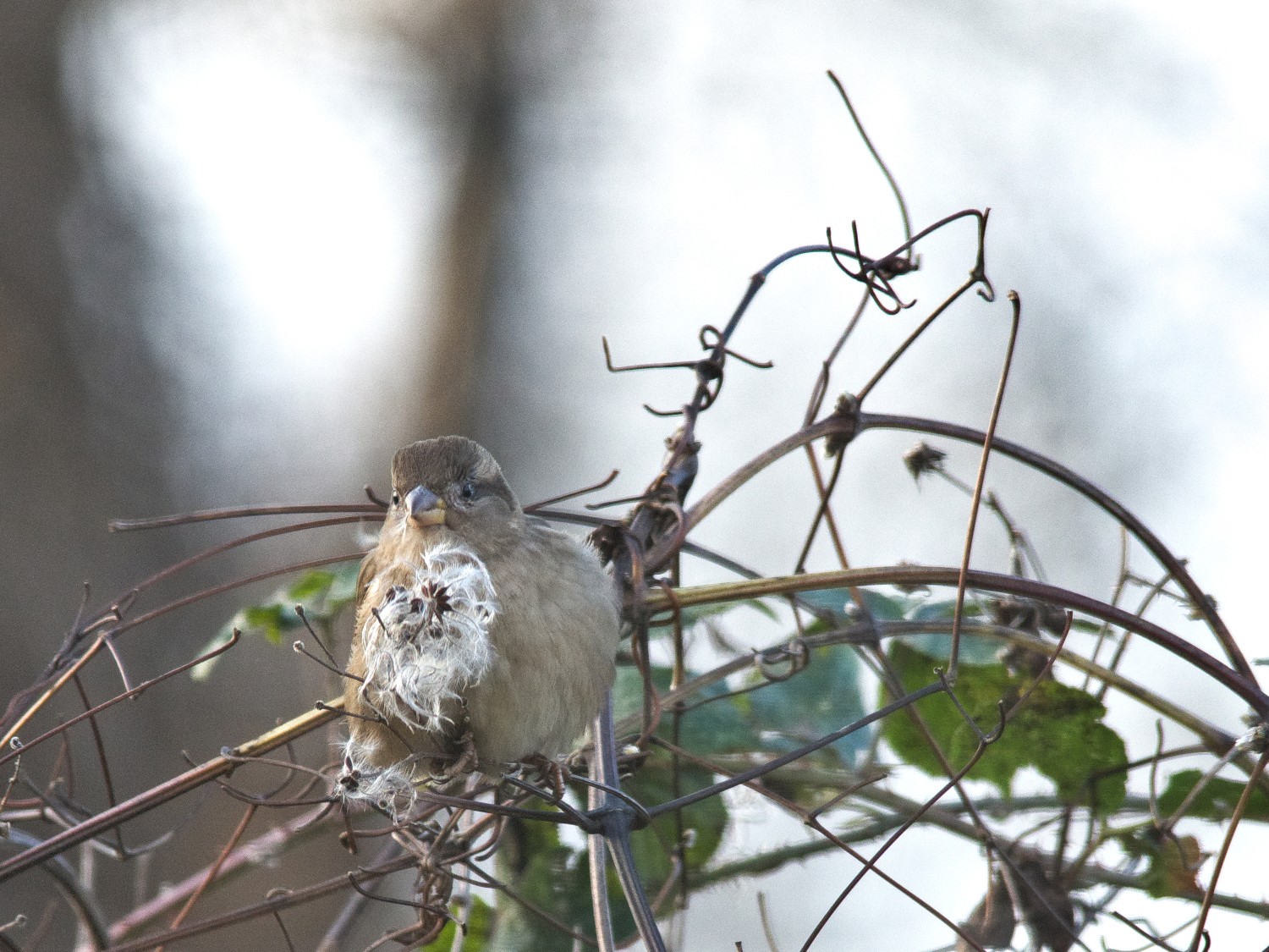livebirdspoland_121d172ec6f02f6a43f8d8cf9a3b9b8c.jpg