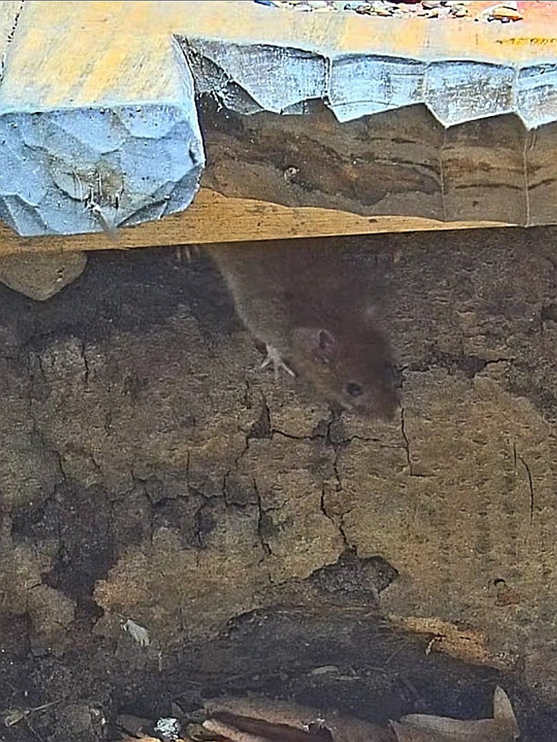 livebirdspoland_5f67732a5e685f56e730b2f0c4d08687.jpg