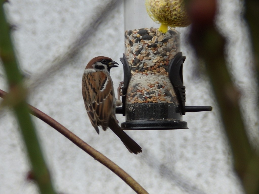 livebirdspoland_3e54301d887a1d7b7c6c1583147f71c6.jpg
