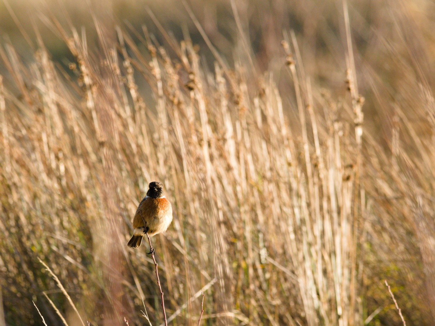 livebirdspoland_5de8daabc4c2196a37efd00fd3dceee9.jpg