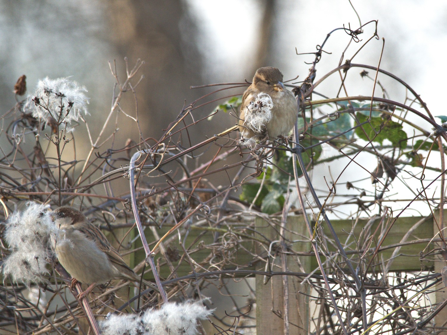 livebirdspoland_62456befcce7880283295ba7bf2ffac6.jpg