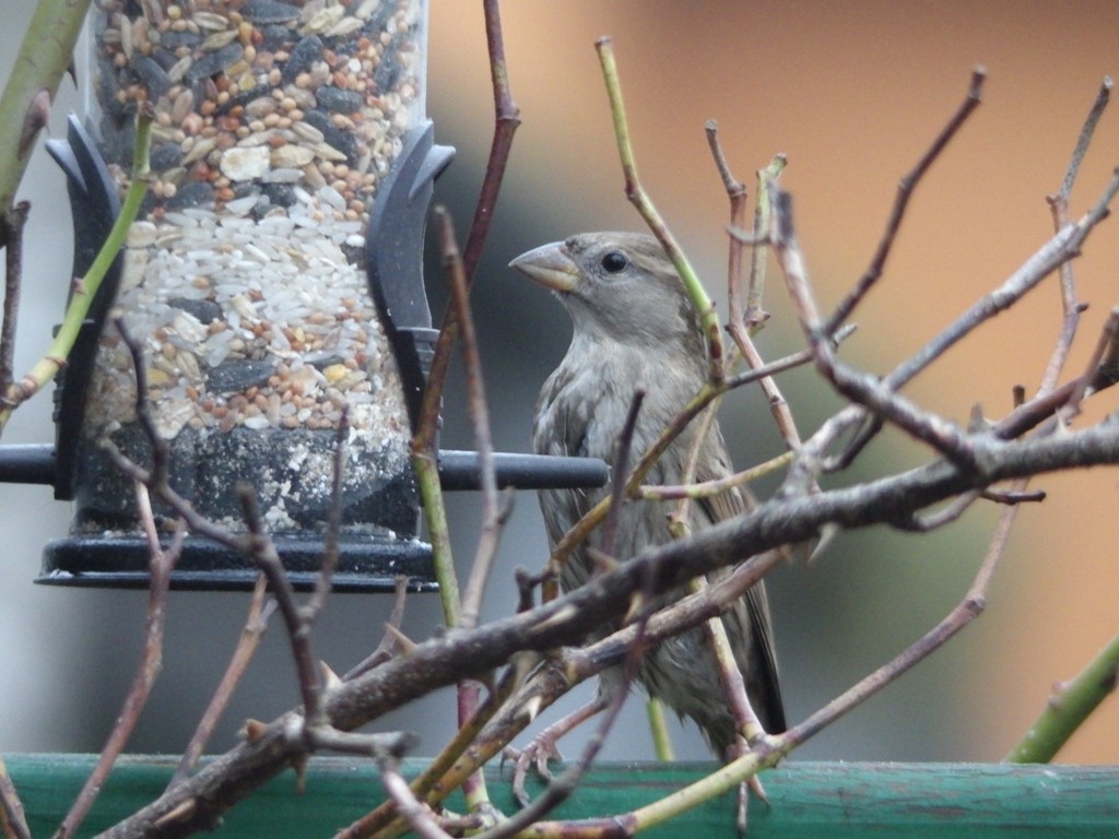 livebirdspoland_0071814dd3eee47d06912623a01cbe81.jpg