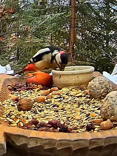 livebirdspoland_126d81986c50a556acd307c21ccc1530.jpg
