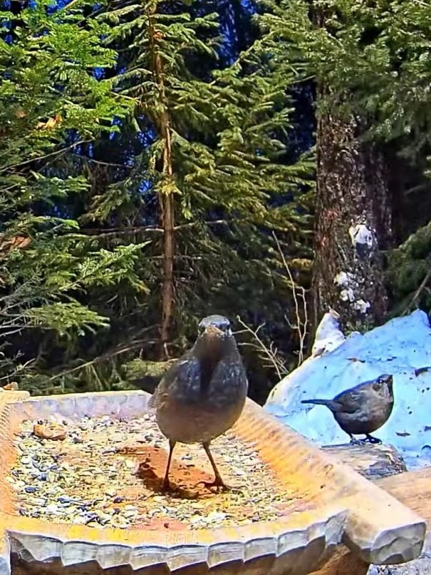 livebirdspoland_d89917d48a324ad3b4710d8578c7312a.jpg