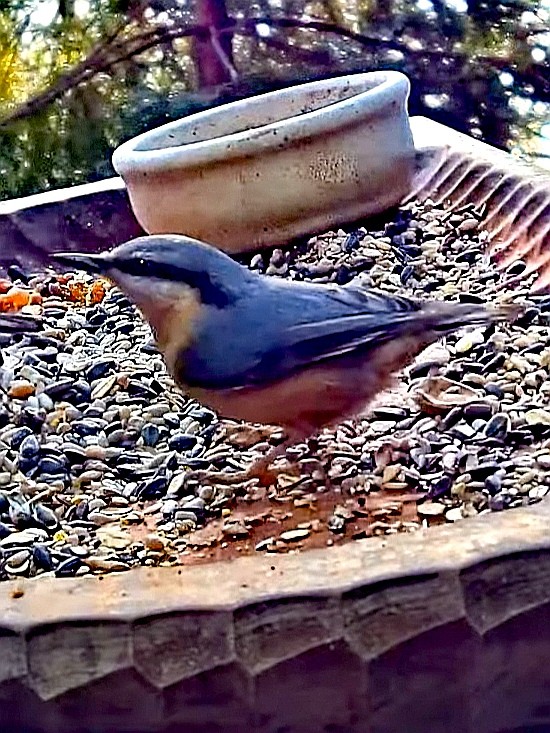 livebirdspoland_76d08869fcfa89d50e9cf13d6f27b413.jpg