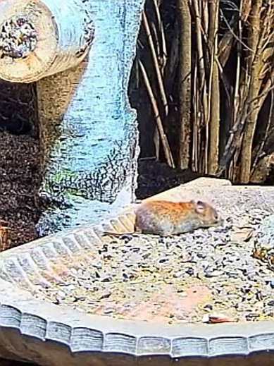 livebirdspoland_87e5ad079da1c9ab03a9cc528c65ce24.jpg