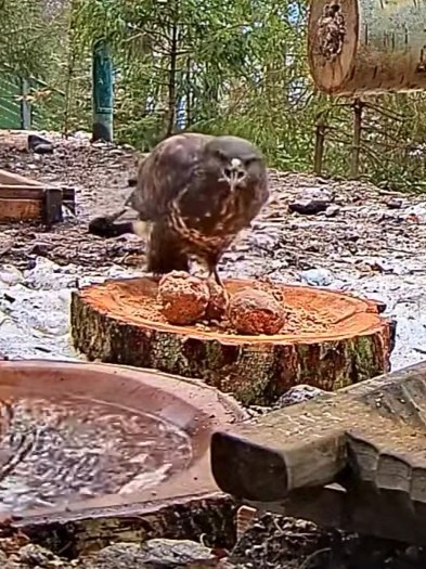 livebirdspoland_2f32dfe5c3415dfe2bc8970cf23a5816.jpg