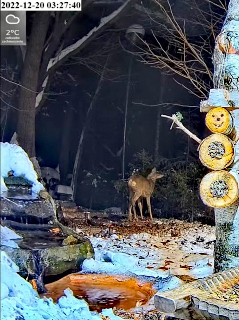 livebirdspoland_d815ac4e0973eea8ab18e71a3efbc8da.jpg