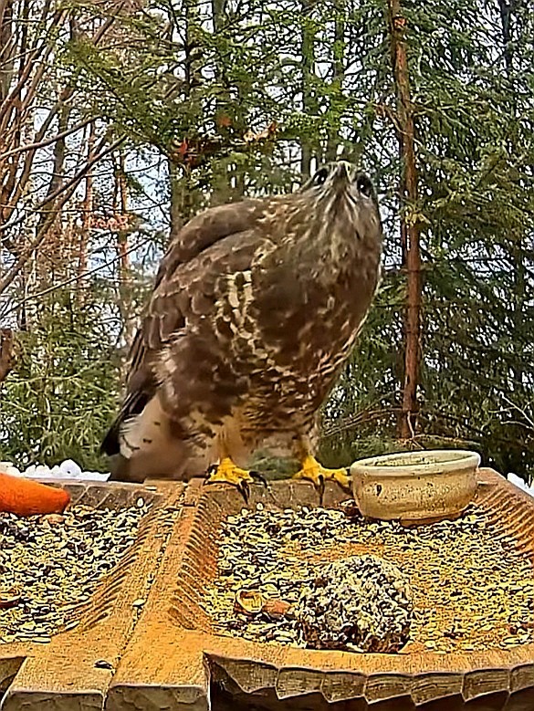 livebirdspoland_beecb424d964f9efb865430e48d3a816.jpg