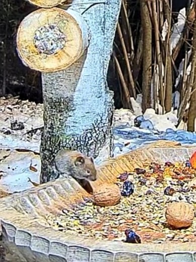 livebirdspoland_6a03c3cdeb65054f961fe7ba5fd826ec.jpg