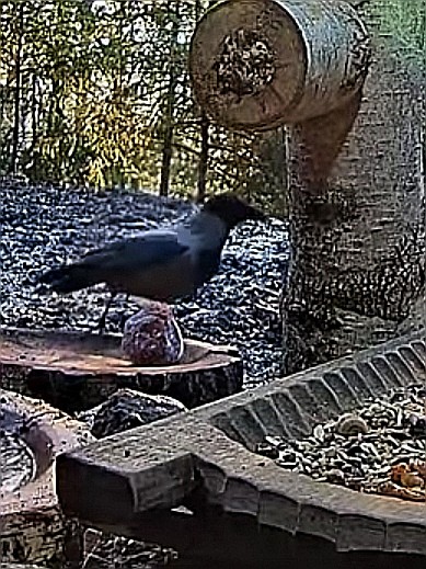 livebirdspoland_7a573c4acc1e810022ff677ec76615f7.jpg