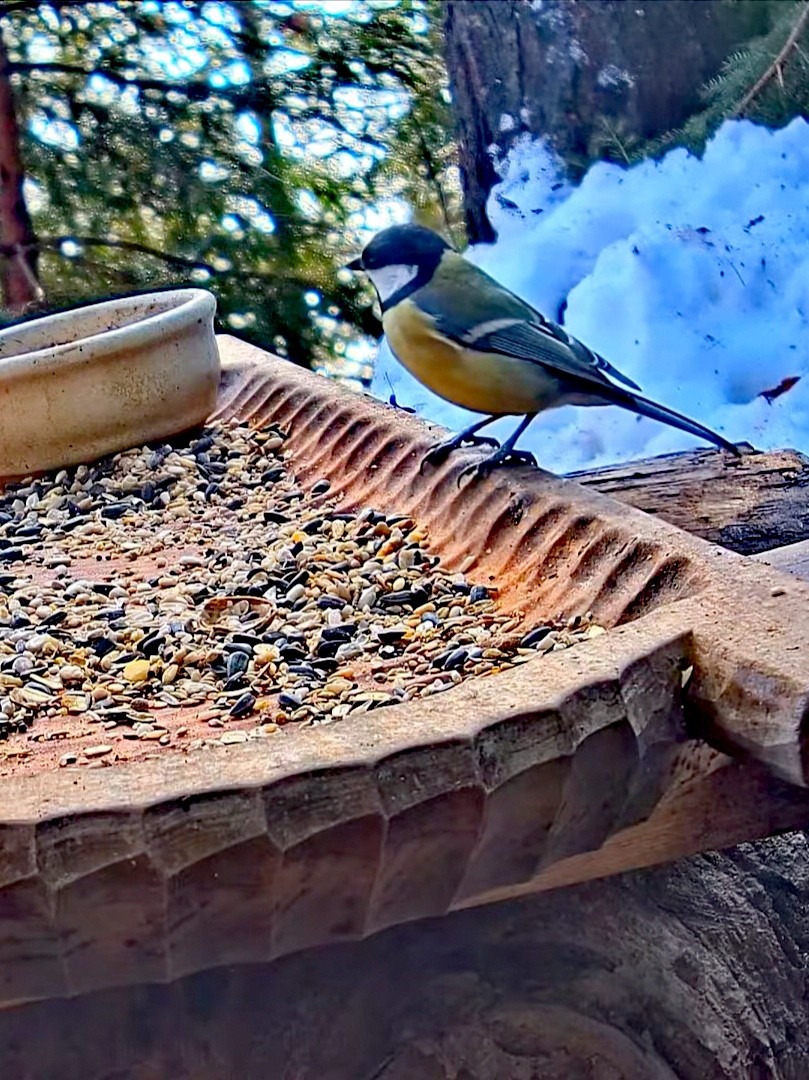 livebirdspoland_445a2b52df84ac61eb69f7e40938ee6e.jpg