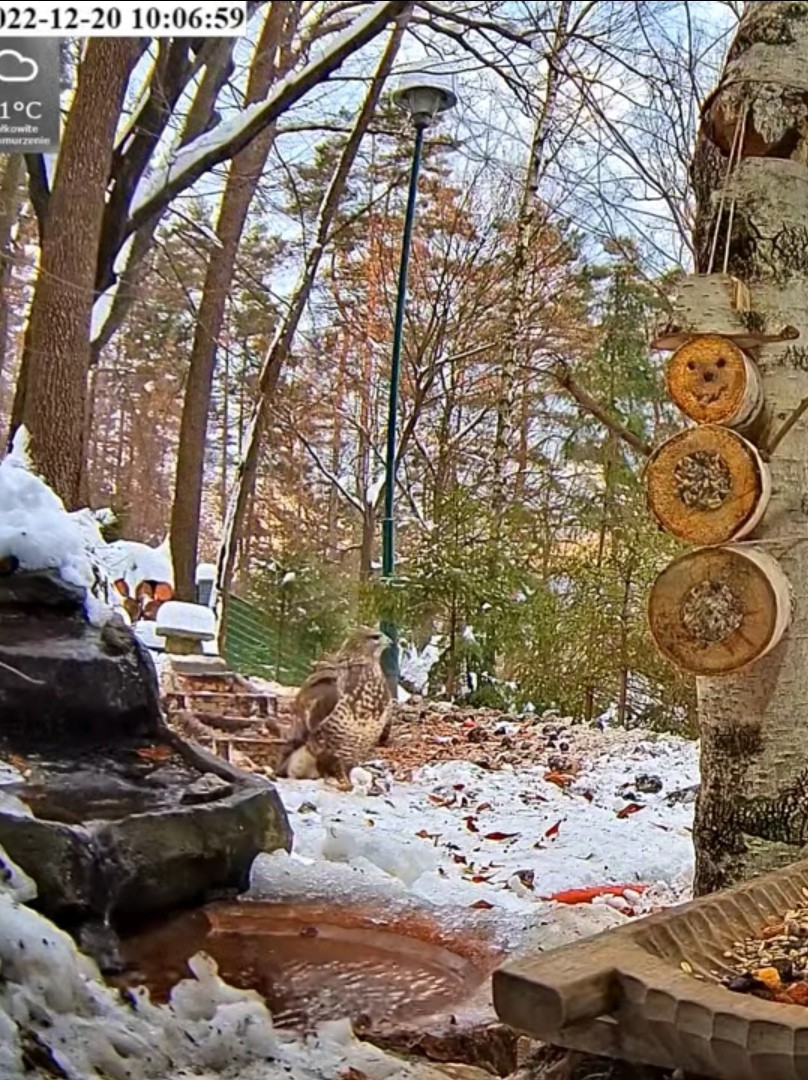 livebirdspoland_59ed7549069420ad11e6768b0951a6ce.jpg