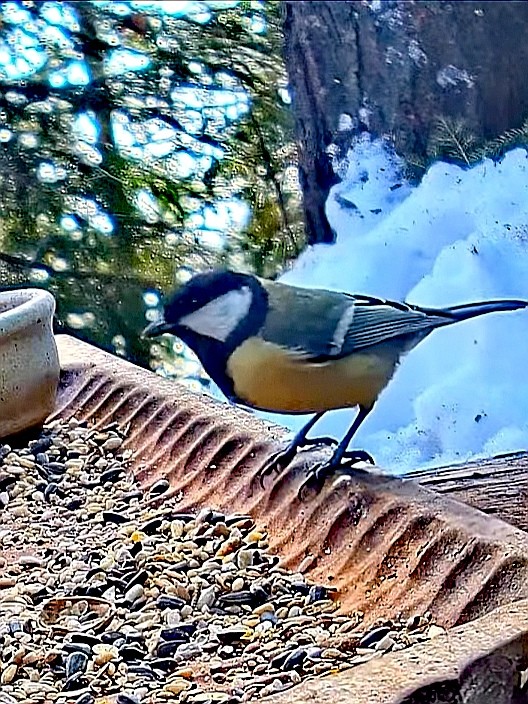 livebirdspoland_8939233d5bf71532e0f2e70ecf6bff3a.jpg