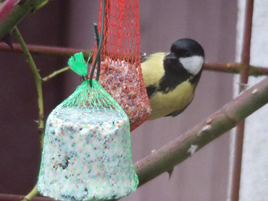 livebirdspoland_12735af9cebe72135e6e7a21f8cf0fbf.jpg