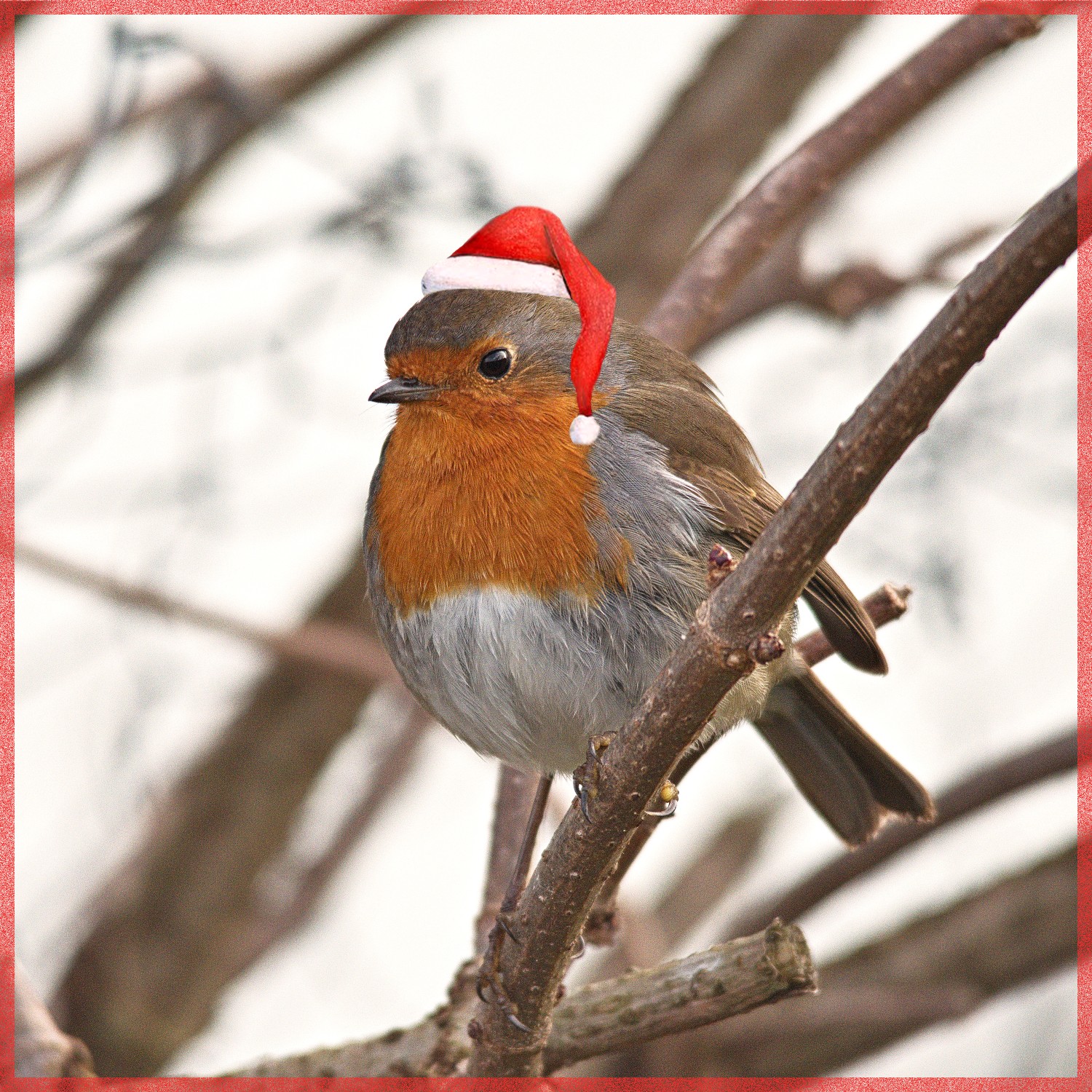 livebirdspoland_90f8aadd941a4fc26eef7d163e7623db.jpg