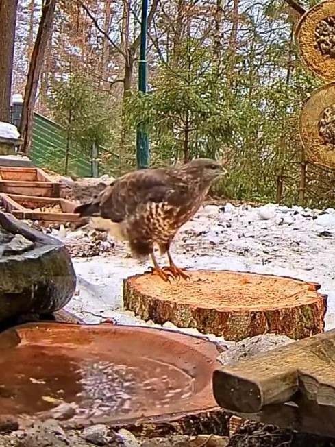 livebirdspoland_75c60dfd14108a83df1cb36ecae1859d.jpg