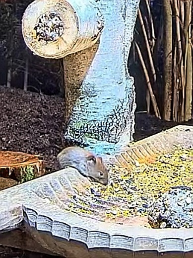 livebirdspoland_62c610a3c094ab2852754d7dc8b1a6da.jpg