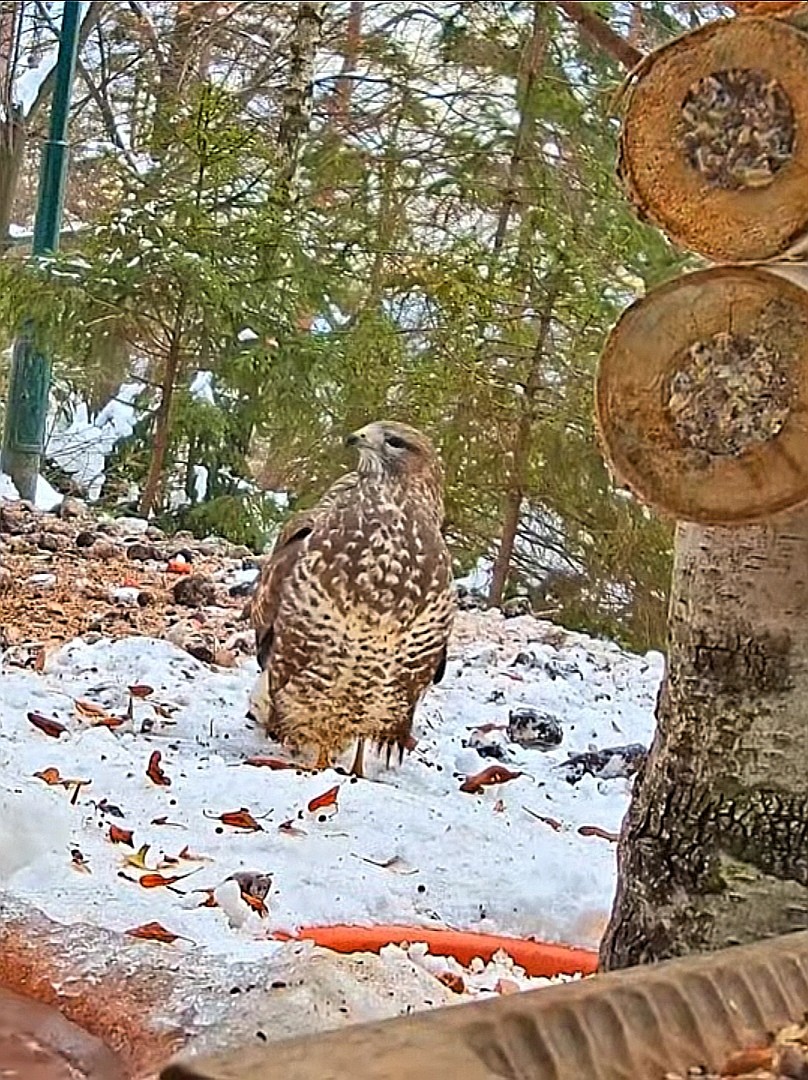 livebirdspoland_6c20b86346757af4d94fd23375c6589f.jpg