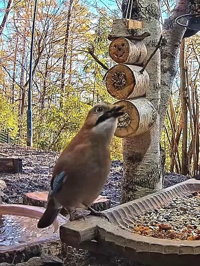 livebirdspoland_6675a569591412d115dd2f20252b6374.jpg