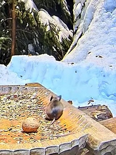 livebirdspoland_f14df09f5f5b55863f733ea0fb3d0986.jpg