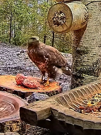 livebirdspoland_bbd2c4133b51cb9926e710fbc6636532.jpg