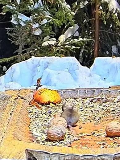 livebirdspoland_eca8d4fd04464af4fb55f9ad965c921e.jpg