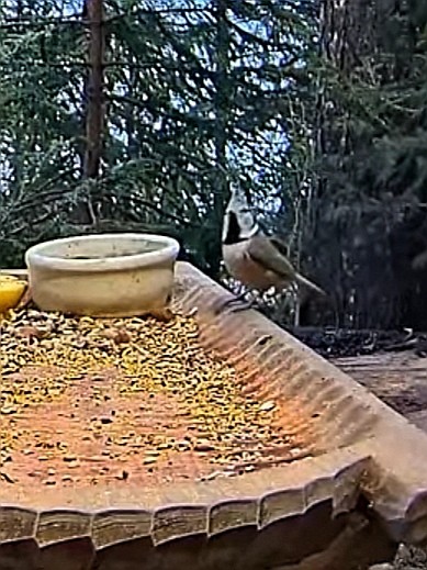 livebirdspoland_2a8a1853f8c2f30cb72e9837909cf90a.jpg