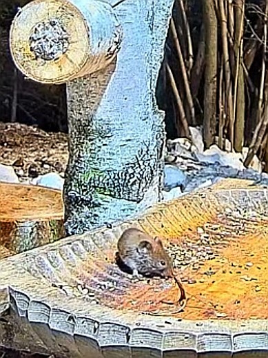 livebirdspoland_e42b32979a10907a3908fa92c1719de3.jpg