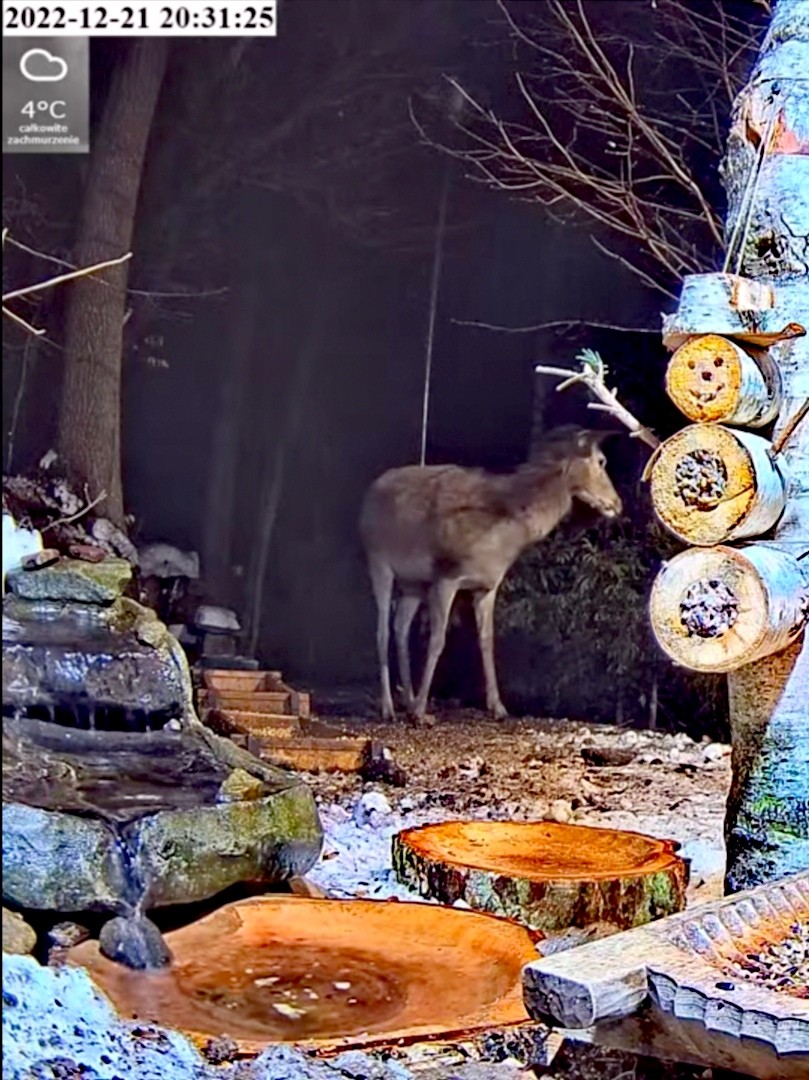 livebirdspoland_5c69d3609328445f3f532471f98c3d62.jpg