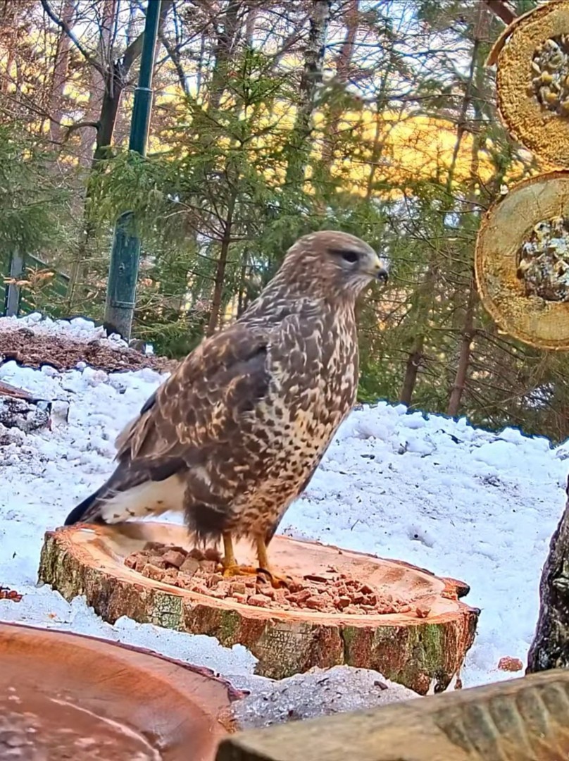livebirdspoland_4d0d6d0744261e8b644c53e806c9c13d.jpg