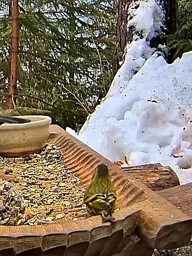livebirdspoland_795ce7e62b41bfb536a9504ec15fb3c5.jpg