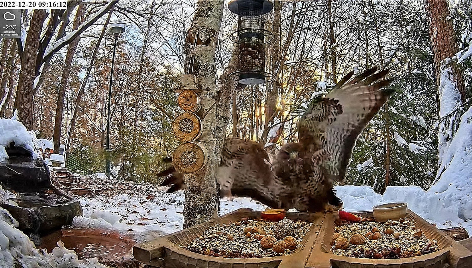 livebirdspoland_0e9f752d21de38cdabcce7c6ffc016b6.jpg