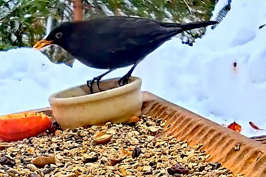 livebirdspoland_145914ba6fada7f75337f68af97782e0.jpg