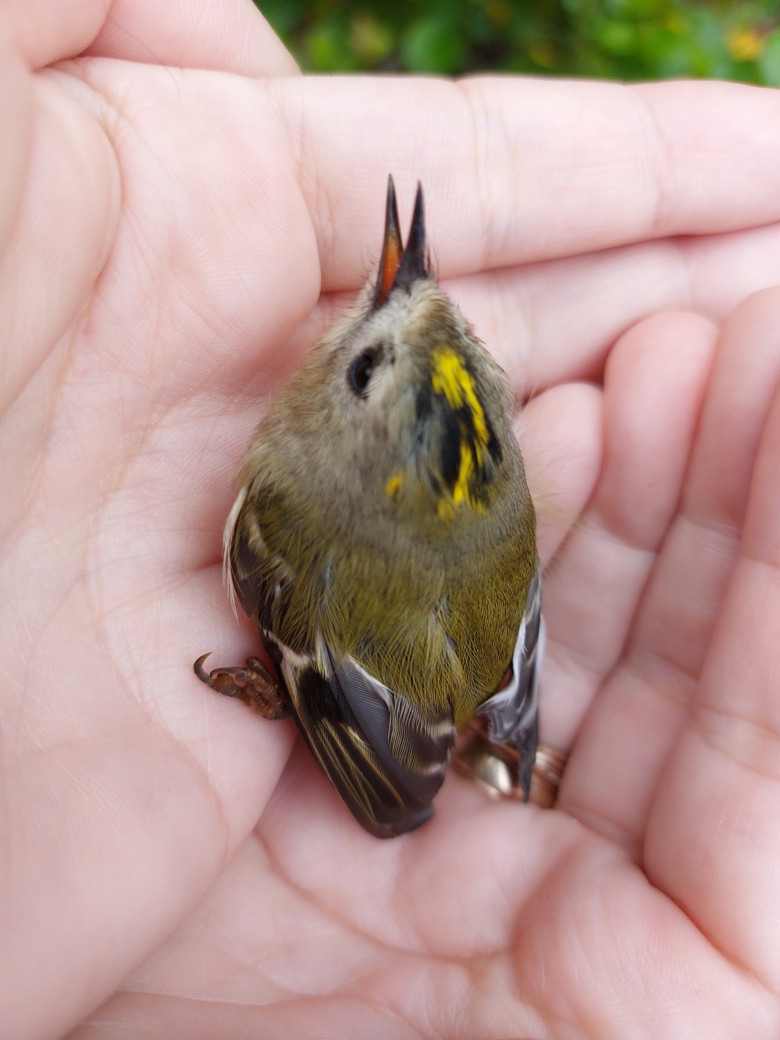 livebirdspoland_3ef988247e98a9153f255510f8cea872.jpg